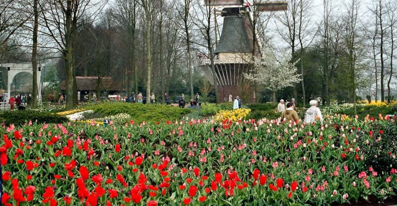 From Amsterdam: Private Day Trip to Keukenhof & De Tulperij - Private Day Trip