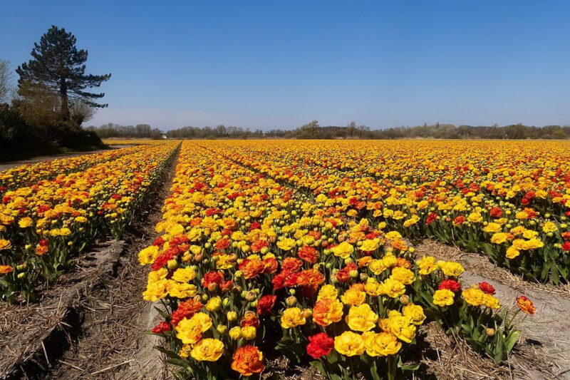 From Amsterdam: Private Day Trip to Keukenhof & De Tulperij - Destinations Explored