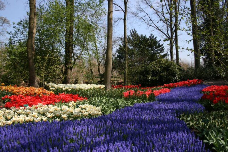 From Amsterdam: Private Day Trip to Keukenhof & De Tulperij - Keukenhof Garden Highlights