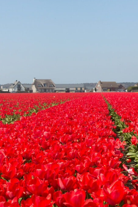 From Amsterdam: Private Day Trip to Keukenhof & De Tulperij - Inclusions in the Tour