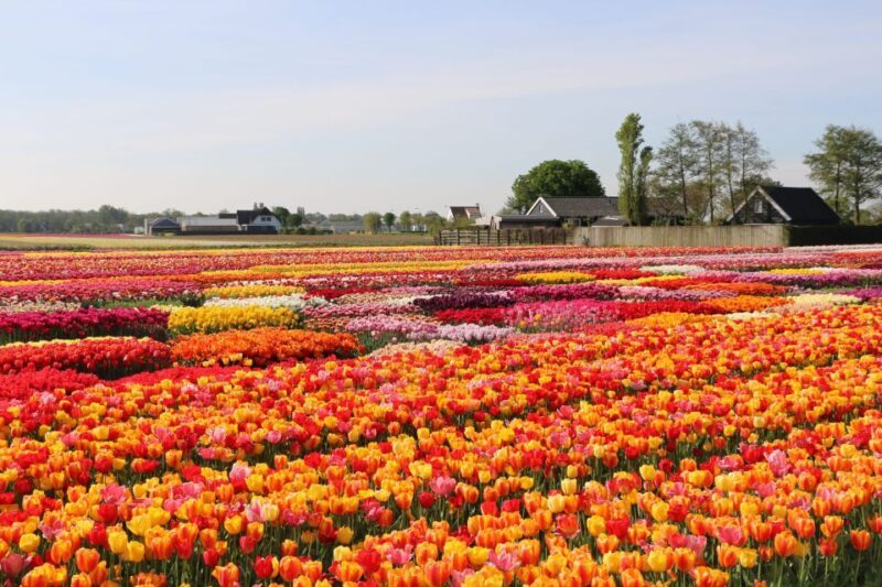 From Amsterdam: Private Keukenhof and Tulip Experience Tour - Key Points