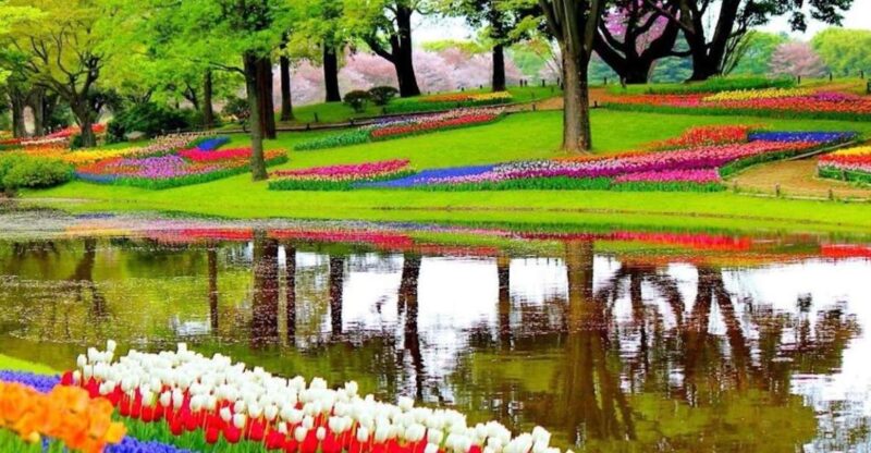 From Amsterdam: Private Keukenhof and Tulip Experience Tour - Transportation and Pickup