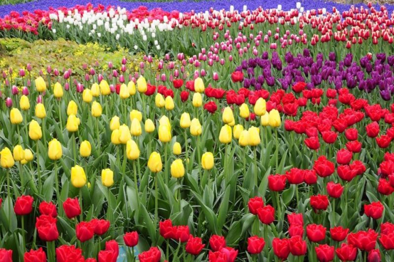 From Amsterdam: Private Keukenhof and Tulip Experience Tour - Keukenhofs Floral Highlights