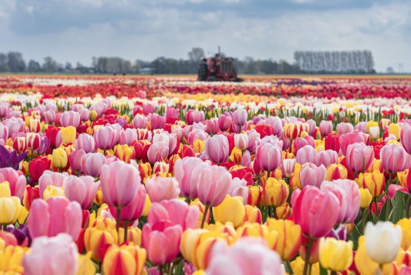 From Amsterdam: Private Keukenhof and Tulip Experience Tour - Booking and Availability