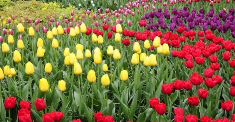 From Amsterdam: Private Tour to the Keukenhof and Madurodam - Bulb Field Boat Ride