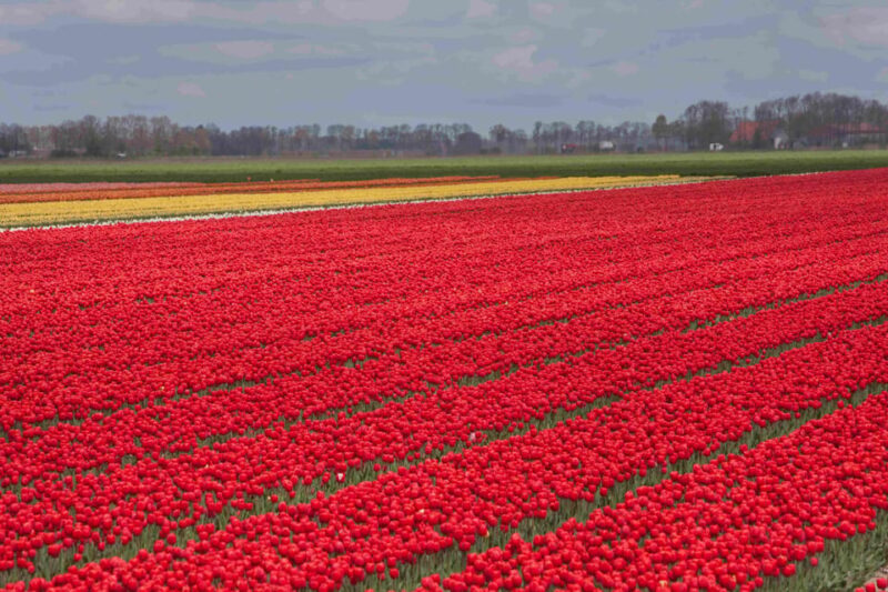 From Amsterdam: Take the Famous Tulip Route Tour - Explore Iconic Tulip-Fields