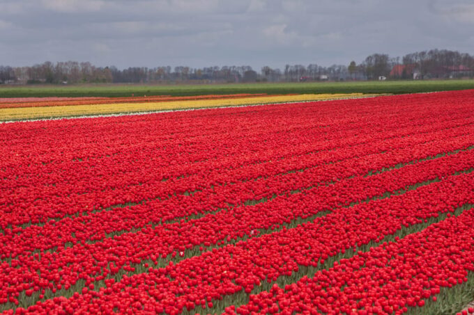 From Amsterdam: Take the Famous Tulip Route Tour - Journey Through Farmfields