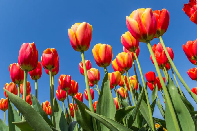 From Amsterdam: Take the Famous Tulip Route Tour - Frequently Asked Questions