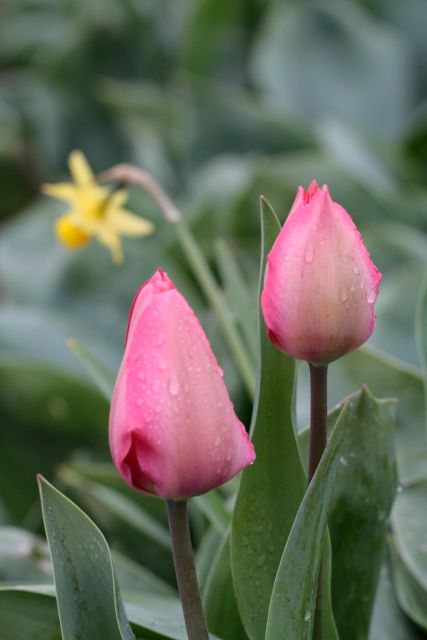 From Amsterdam: Tulip Fields of Holland Tour - Transportation and Amenities