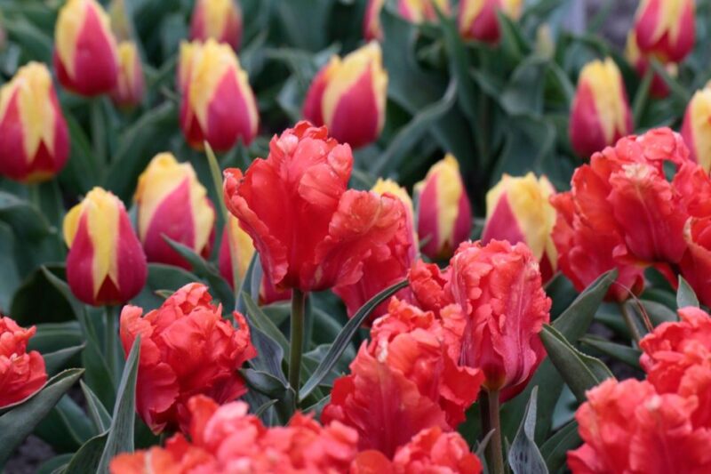 From Amsterdam: Tulip Fields of Holland Tour - Meeting Point