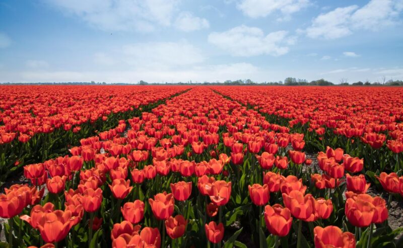 From Amsterdam: Tulip Fields of Holland Tour - Customer Reviews