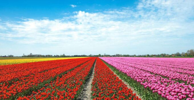 From Amsterdam: Tulip Fields of Holland Tour - Important Information