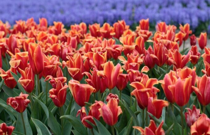 From Amsterdam: Tulip Fields of Holland Tour - Tour Duration