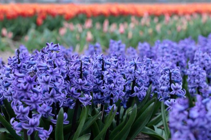 From Amsterdam: Tulip Fields of Holland Tour - Tour Pricing