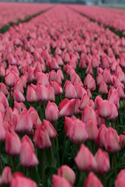 From Amsterdam: Tulip Fields of Holland Tour - Frequently Asked Questions
