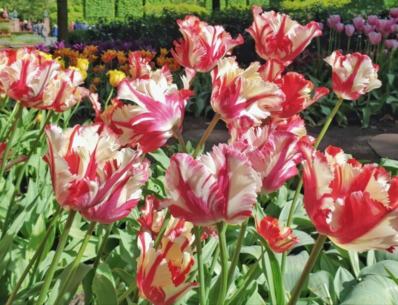 From Amsterdam: Tulip Tour Keukenhof & City Tour Delft - Delft City Tour