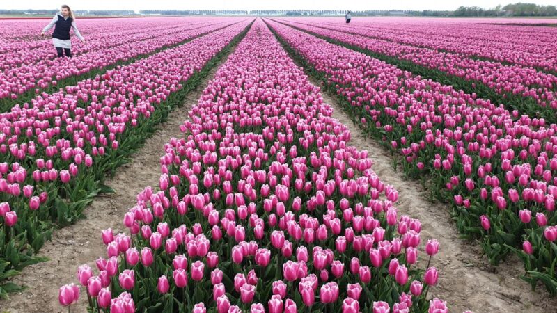From Amsterdam: Tulip Tour Keukenhof & City Tour Delft - Transportation Details