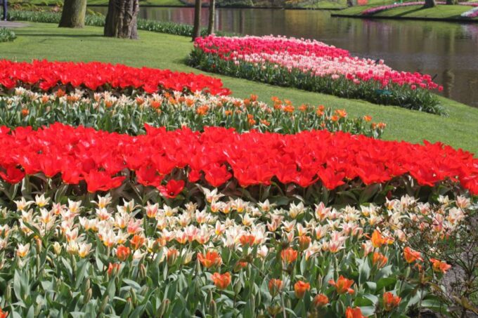 From Amsterdam: Tulip Tour Keukenhof & City Tour Delft - Customer Feedback