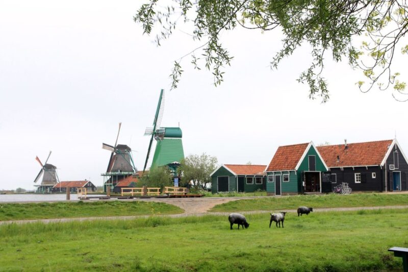 From Amsterdam: Windmills of Zaanse Schans Tour in Spanish - Scenic Interaction With Animals