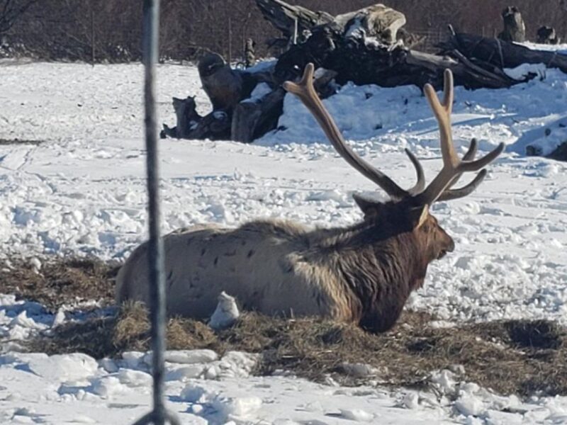 From Anchorage: Alaska Wildlife Center & Turnagain Arm Tour - Inclusions