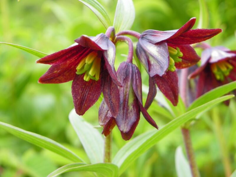 From Anchorage: Chugach State Park Walk With Naturalist - Wildlife and Flora