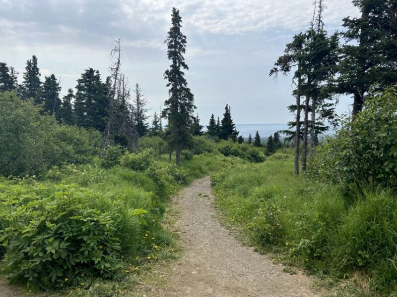 From Anchorage: Chugach State Park Walk With Naturalist - Moderate Difficulty Hike