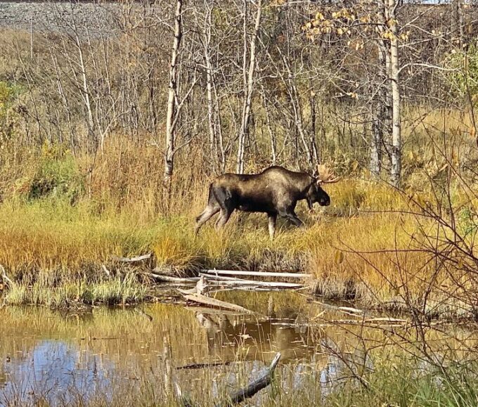 From Anchorage: Chugach State Park Walk With Naturalist - Guided Nature Walk