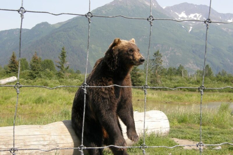 From Anchorage: Portage Glacier and Wildlife Full-Day Tour - Chugach Mountains Scenic Drive