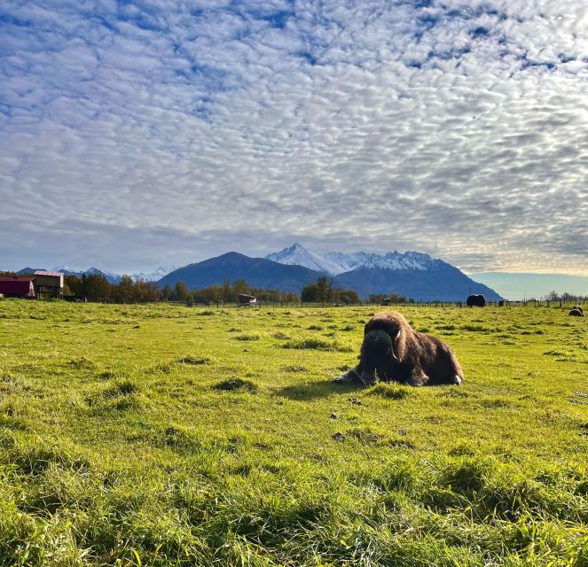 From Anchorage: Scenic Drive and Guided Musk Ox Farm Tour - Exploring the Musk Ox Farm