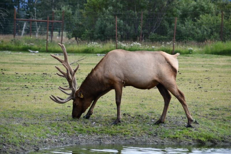 From Anchorage: Valley of Glaciers & Wildlife Center Tour - Itinerary Highlights