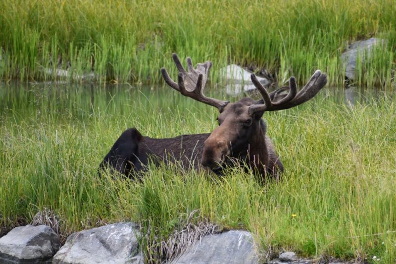 From Anchorage: Valley of Glaciers & Wildlife Center Tour - Inclusions