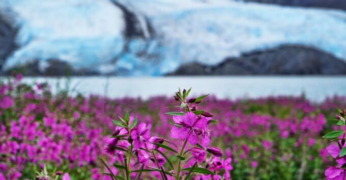 From Anchorage: Valley of Glaciers & Wildlife Center Tour - What to Bring