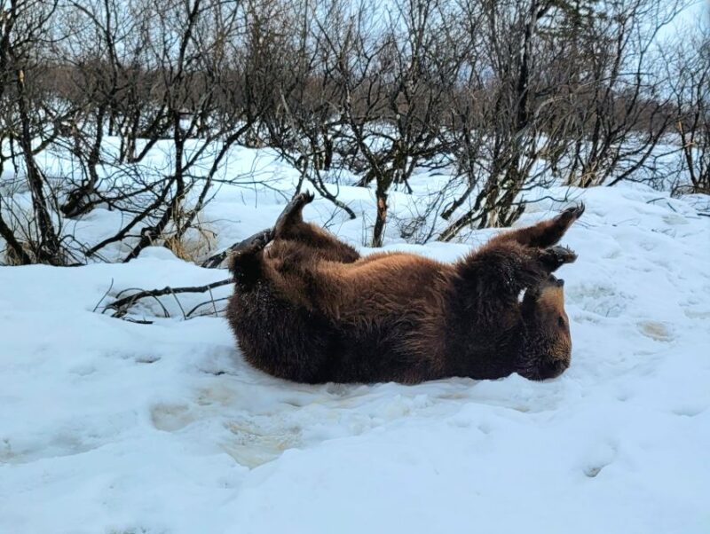 From Anchorage: Wilderness, Wildlife, & Glacier Experience - Glacial Wonders Discovered
