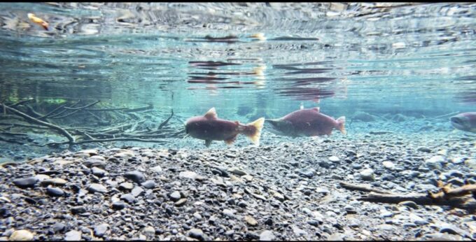 From Anchorage: Wilderness, Wildlife, & Glacier Experience - Photography Opportunities Galore