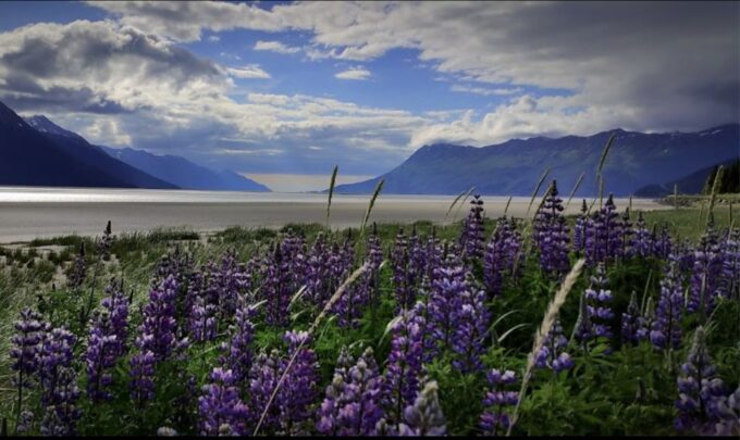 From Anchorage: Wilderness, Wildlife, & Glacier Experience - Accessibility and Inclusions