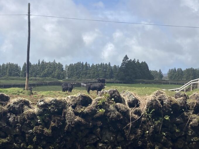 From Angra Do Heroísmo: Terceira Island Full-Day Tour - Monte Brasil and Fortress