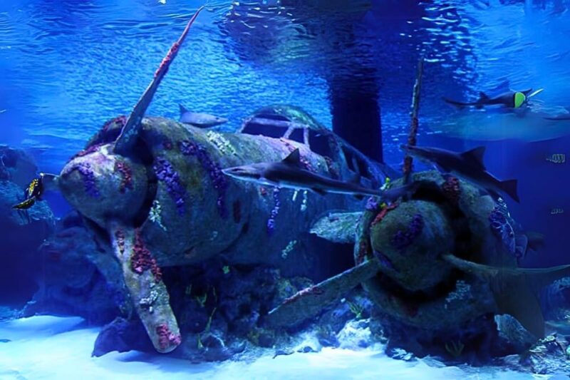 From Antalya All Region: Antalya Aquarium With Transfer - Key Points