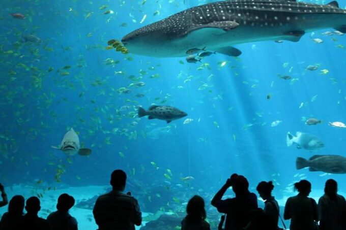 From Antalya All Region: Antalya Aquarium With Transfer - Transportation Options