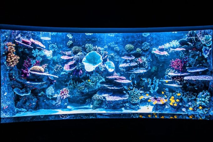 From Antalya All Region: Antalya Aquarium With Transfer - Frequently Asked Questions