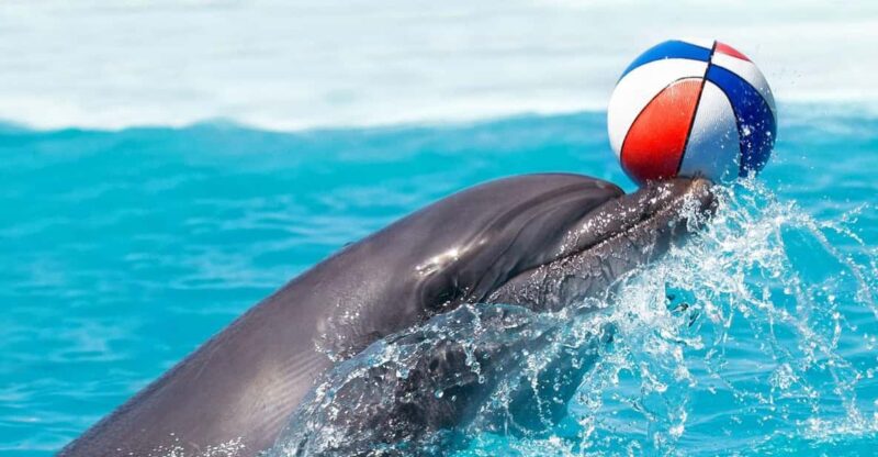 From Antalya Dolphin Show - Key Points