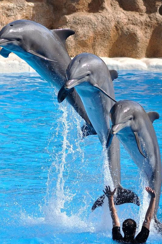 From Antalya Dolphin Show - Show Experience