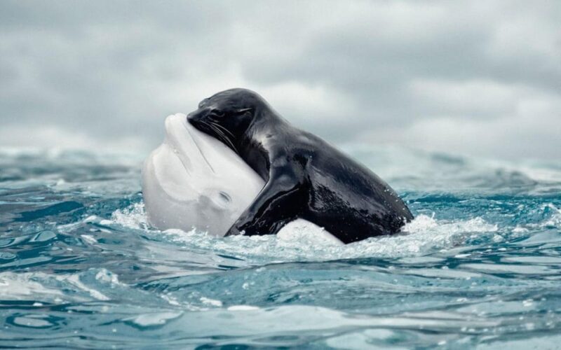 From Antalya Dolphin Show - Additional Services and Assistance