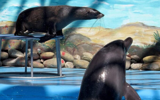 From Antalya Dolphin Show - Booking and Reservation Process