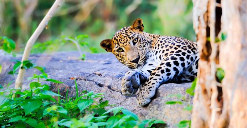 From Anuradhapura: Full-Day Wilpattu National Park Safari - Key Points