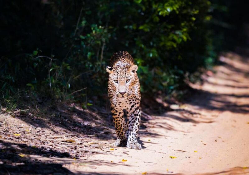 From Anuradhapura: Full-Day Wilpattu National Park Safari - Itinerary and Activities