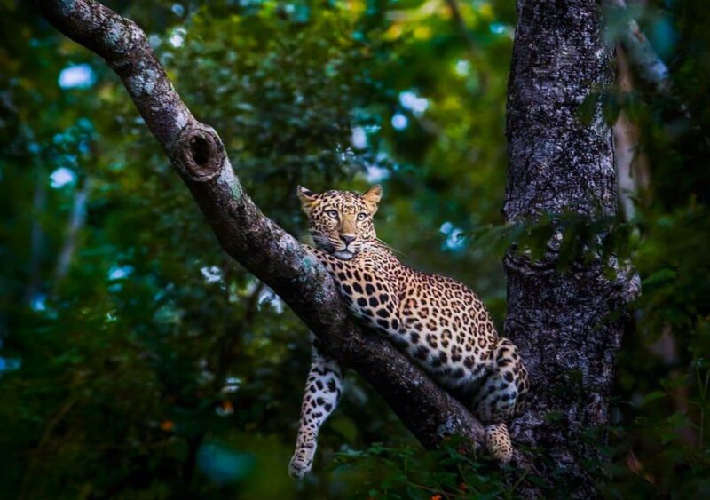 From Anuradhapura: Full-Day Wilpattu National Park Safari - Inclusions and Exclusions