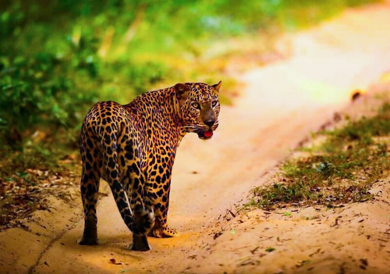 From Anuradhapura: Full-Day Wilpattu National Park Safari - Park Description and Wildlife