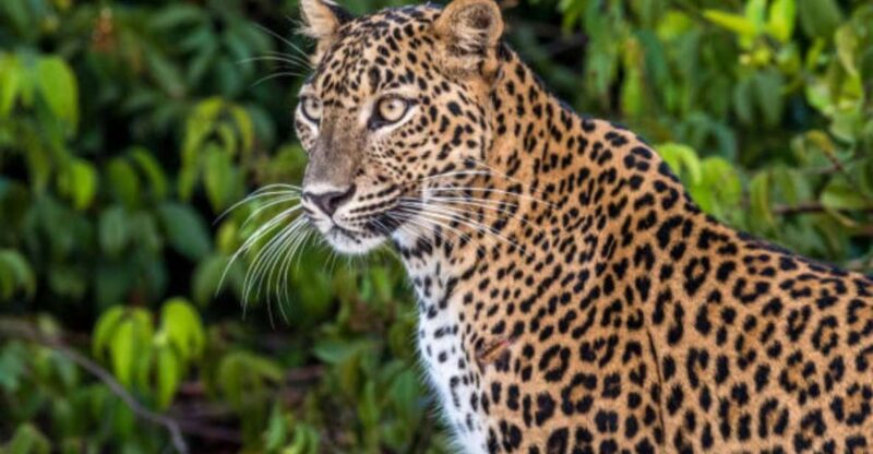 From Anuradhapura: Full Day Wilpattus Wild Wonders -Private - Key Points