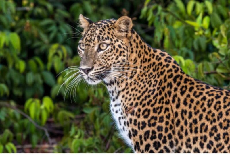 From Anuradhapura: Full Day Wilpattus Wild Wonders -Private - Pricing and Booking Details