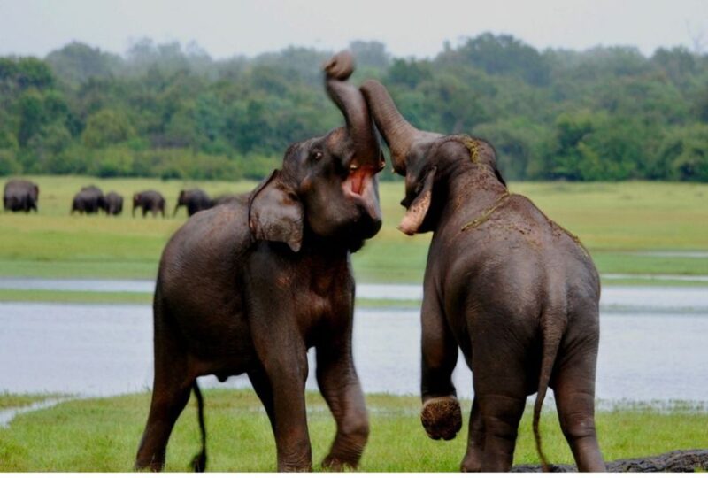 From Anuradhapura: Full Day Wilpattus Wild Wonders -Private - Itinerary and Schedule Highlights
